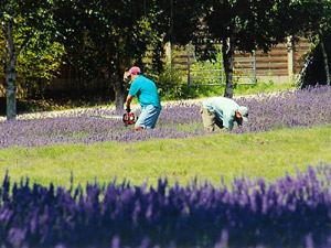 Jersey Lavender