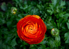 Summer Flower Show Summer Flower Show